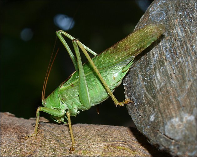 Tettigonia viridissima 7