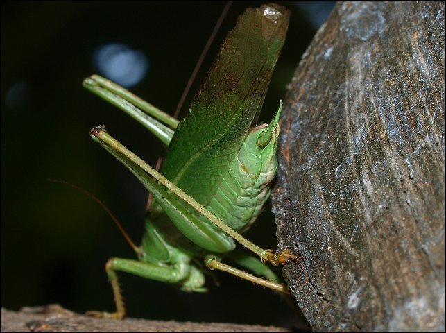 Tettigonia viridissima 8