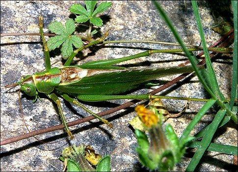 Tettigonia viridissima 9