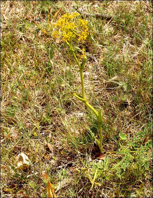 Thapsia villosa 1 a