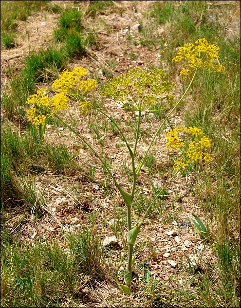 Thapsia villosa 1 b
