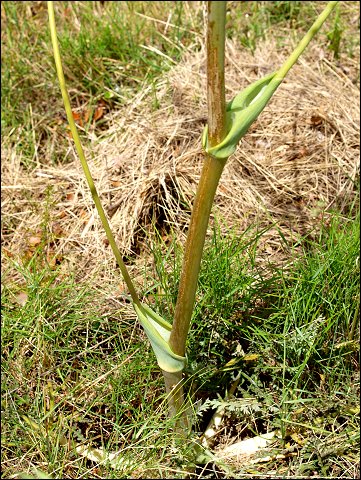 Thapsia villosa 10