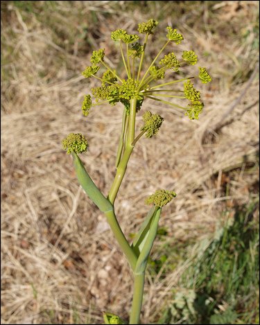 Thapsia villosa 11