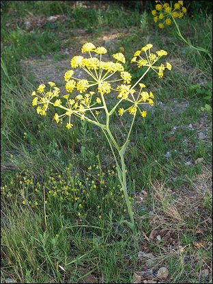 Thapszia villosa 13