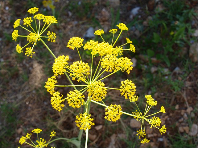Thapsia villosa 14