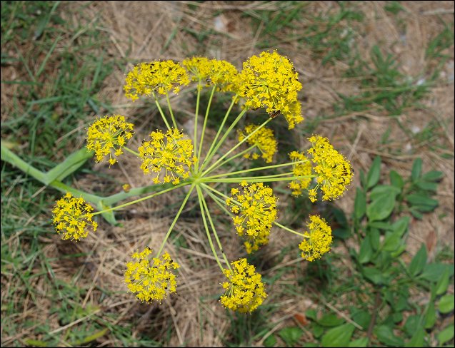 Thapsia villosa 15