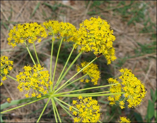 Thapsia villosa 16