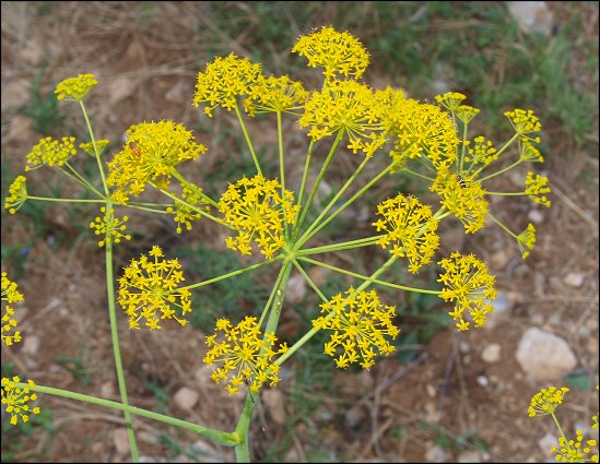 Thapsia villosa 17