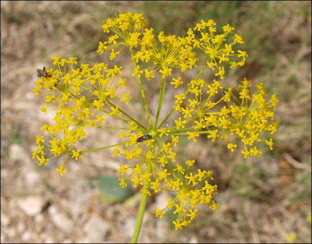 Thapsia villosa 18