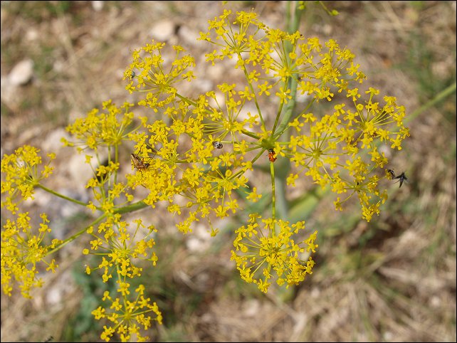 Thapsia villosa 19