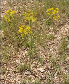 Thapsia villosa 2 a