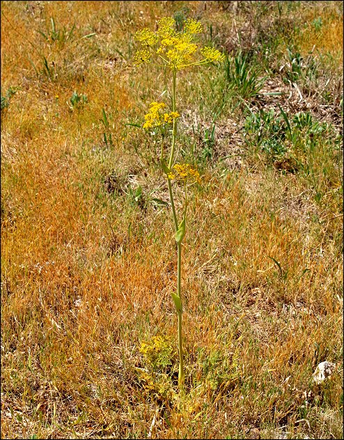 Thapsia villosa 2 b