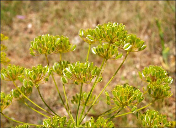 Thapsia villosa 21