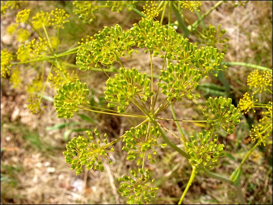 Thapsia villosa 22