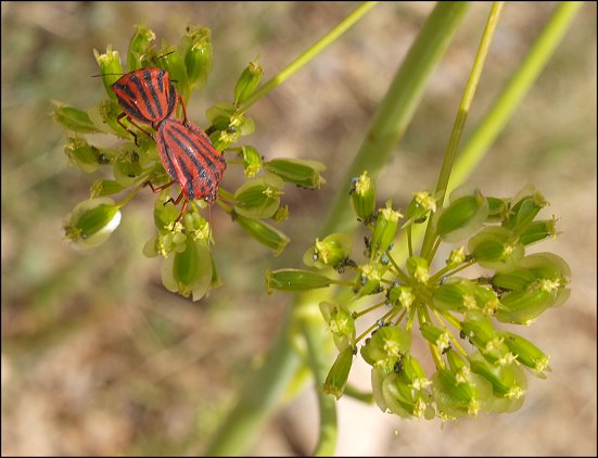 Thapsia villosa 23