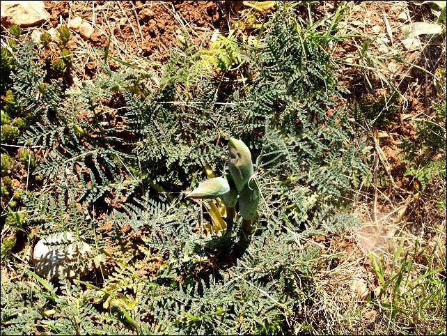 Thapsia villosa 3