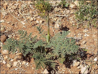 Thapsia villosa '