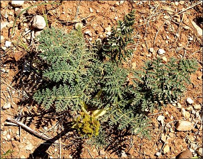 Thapsia villosa 5