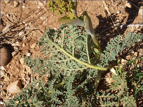 Thapsia villosa 6