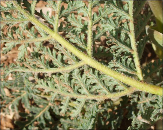 Thapsia villosa 7