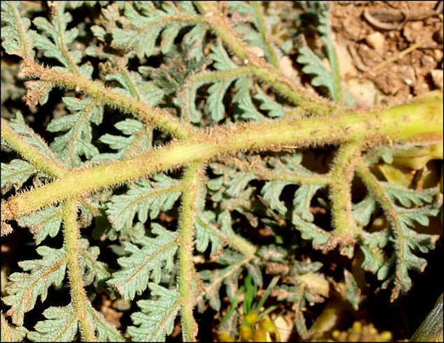 Thapsia villosa 8