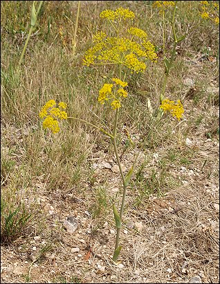 Thapsia villosa 9