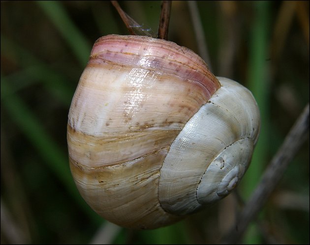 Theba pisana 8