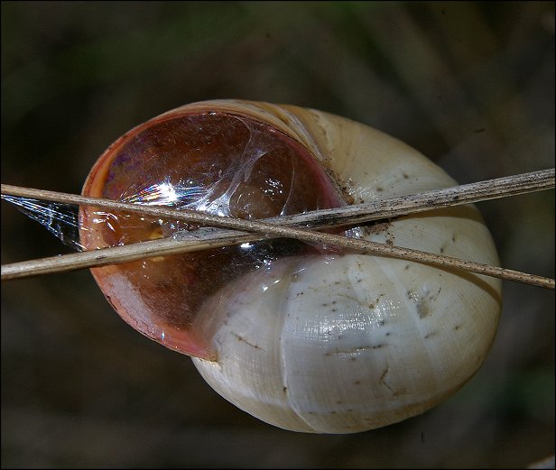 Theba pisana 9