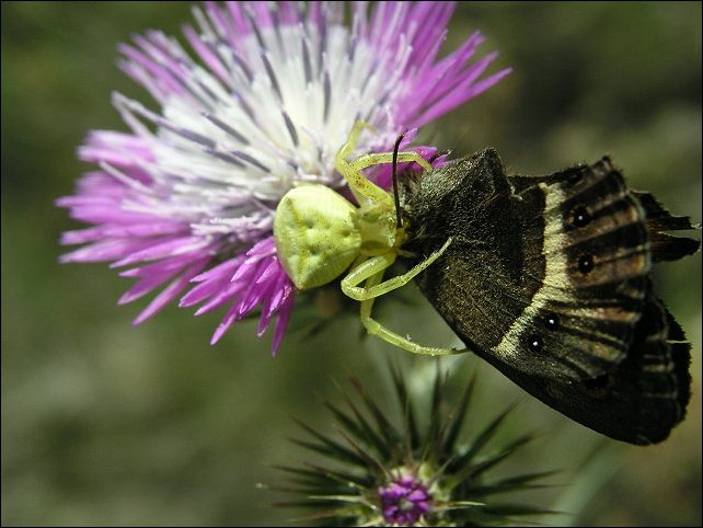 Thomisus onustus 1