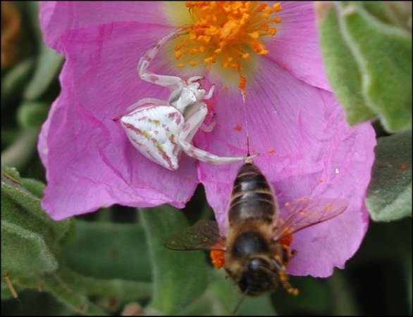 Thomisus onustus 10