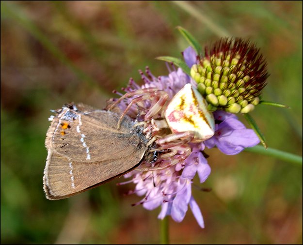 Thomisus onustus 11