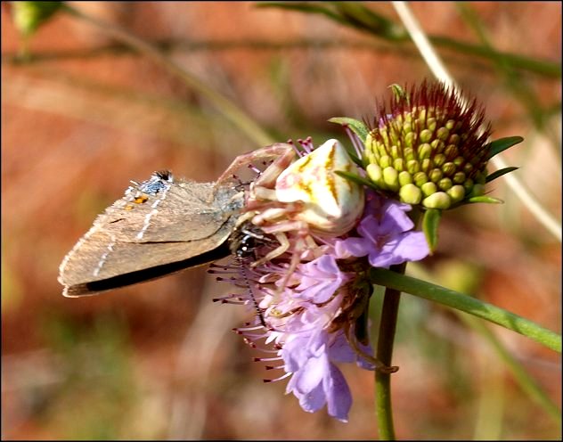 Thomisus onustus 12