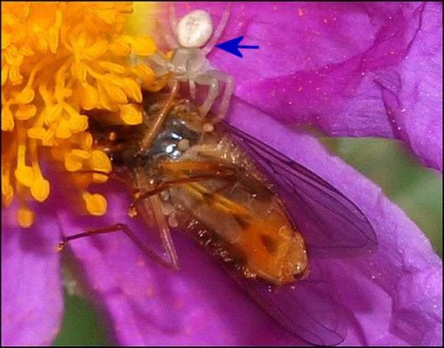 Thomisus onustus 13