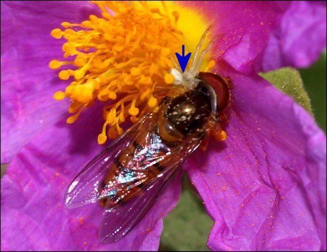 Thomisus onustus 14