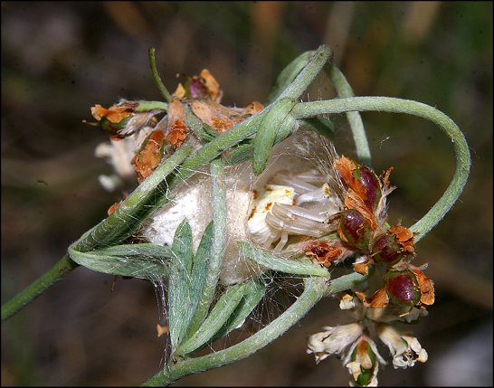 Thomisus onustus 15