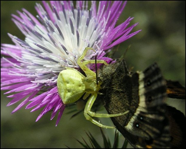 Thomisus onustus 2