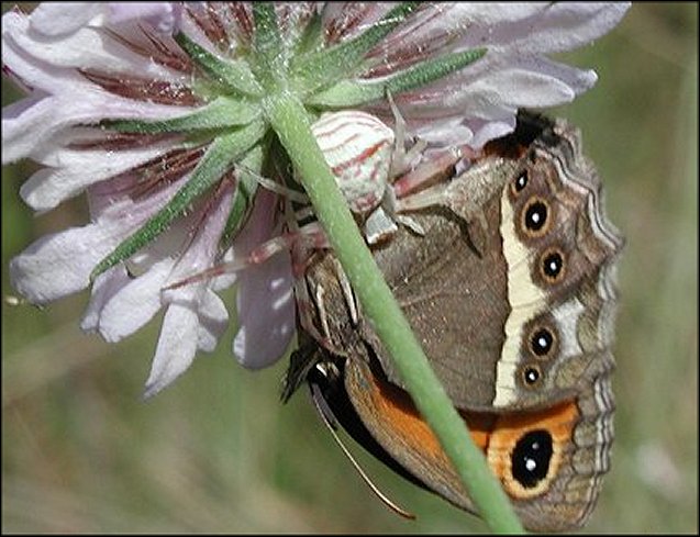 Thomisus onustus 3