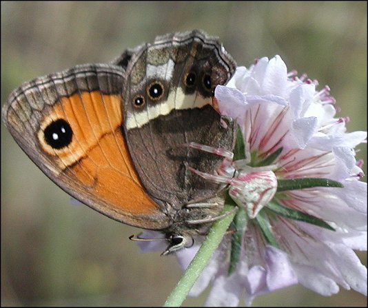 Thomisus onustus 4
