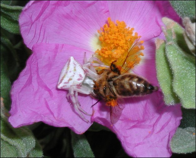 Thomisus onustus 6