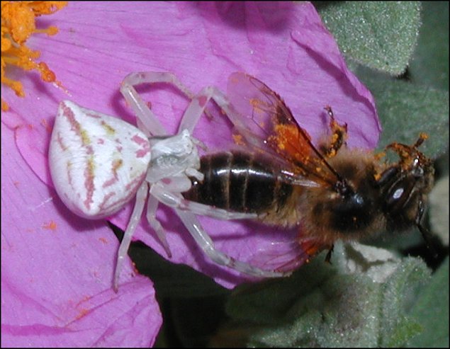 Thomisus onustus