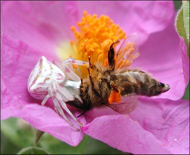 Thomisus onustus 9