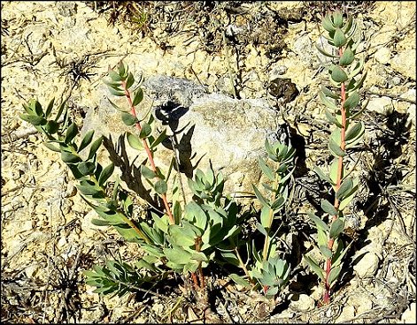 Thymelaea sanamunda 1