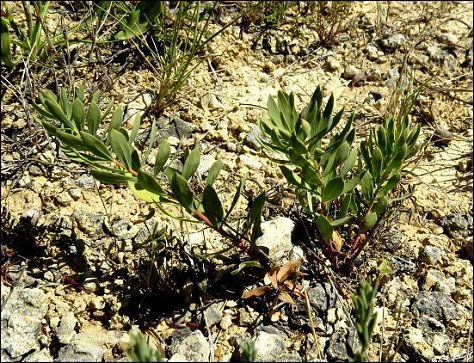 Thymelaea sanamunda 2