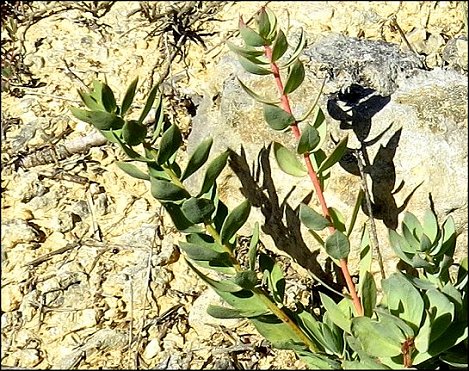 Thymelaea sanamunda 3