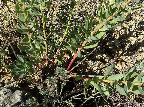 Thymelaea sanamunda 4