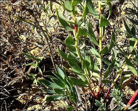Thymelaea sanamunda 5