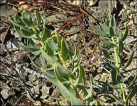 Thymelaea sanamunda 6