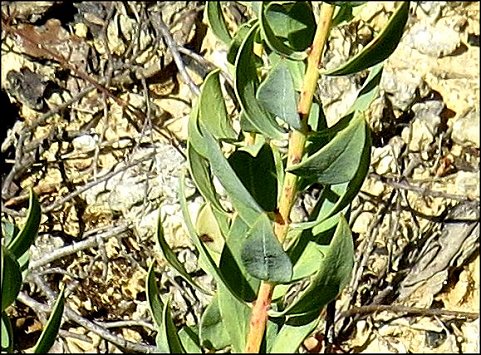 Thymelaea sanamunda