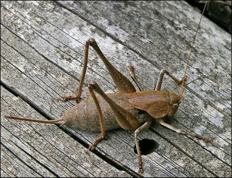 Thyreonotus 1