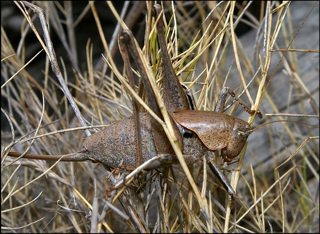 Thyreonotus 2